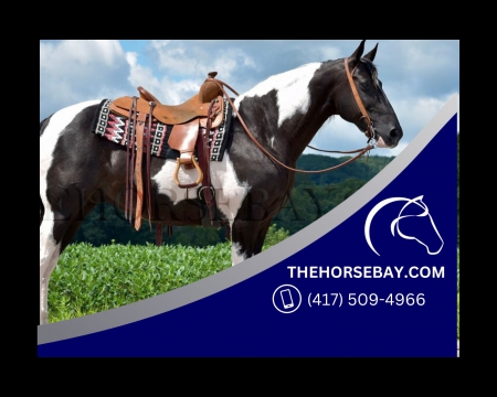 Black and White Spotted Saddle Gelding - Available on Thehorsebay.com, Spotted Draft Gelding for sale in Kentucky