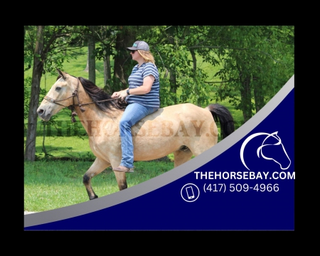 Buckskin Gaited Tennessee Walking Trail Gelding - Available on Thehorsebay.com, Tennessee Walking Horses Gelding for sale in Kentucky