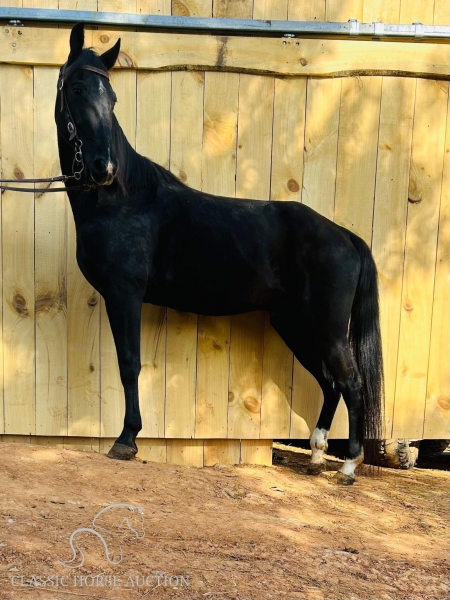 LEGEND, Tennessee Walking Horses Gelding for sale in North Carolina