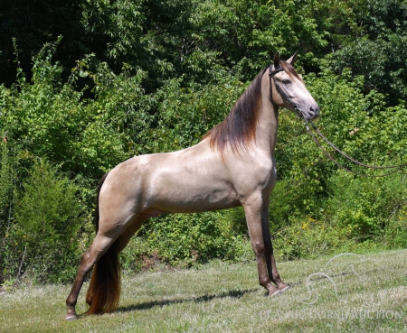 CHAMP, Tennessee Walking Horses Gelding for sale in Kentucky