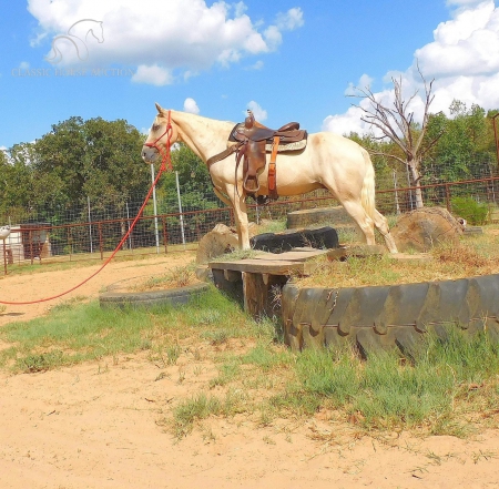 MELODY, Tennessee Walking Horses Mare for sale in Texas