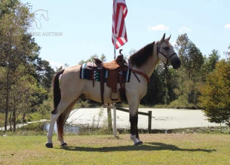 BLUE MAN, Tennessee Walking Horses Gelding for sale in Kentucky