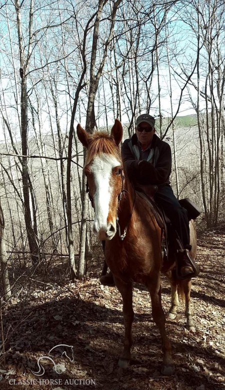 JOHN WAYNE'S APACHE, Tennessee Walking Horses Gelding for sale in Tennessee
