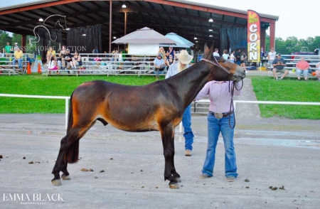 PICKLES , Mule Gelding for sale in Tennessee