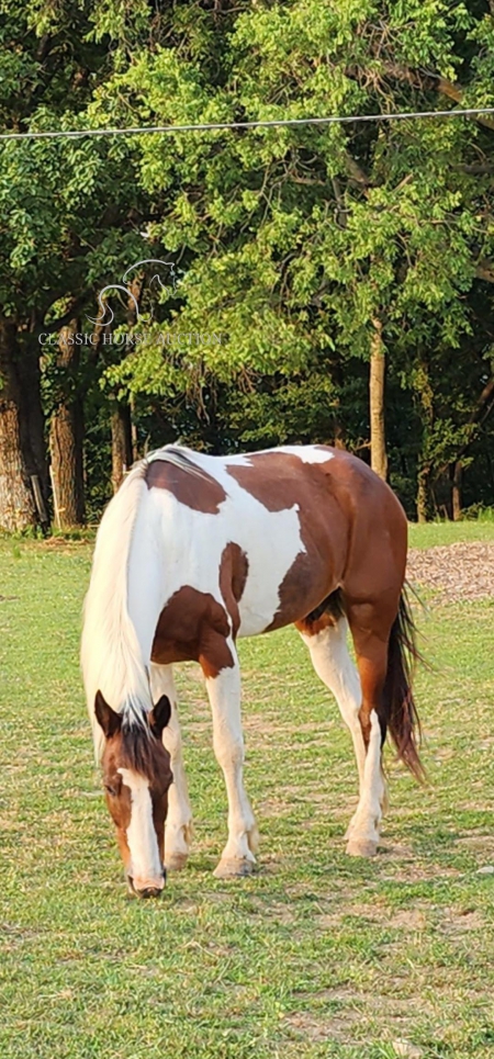 CHASER, Spotted Saddle Gelding for sale in Alabama