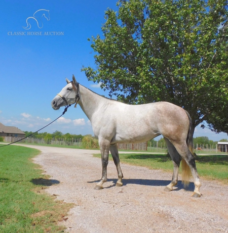 HERITAGE , American Quarter Horse Mare for sale in Texas