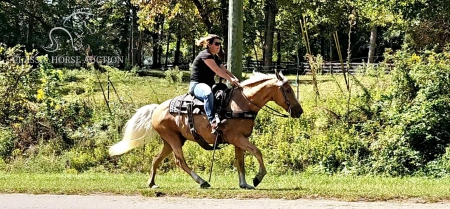 COWBOY, Missouri Fox Trotting Horse Gelding for sale in Georgia