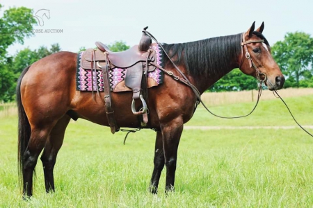TICKET, American Quarter Horse Gelding for sale in Tennessee