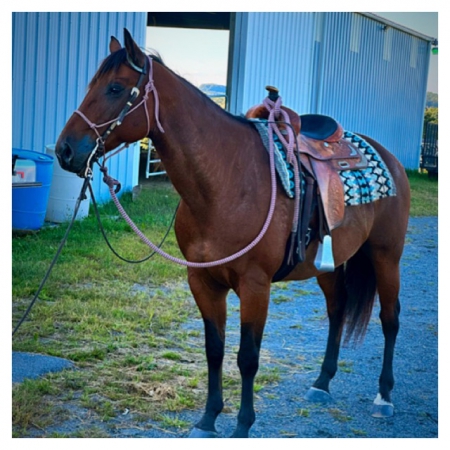 American Quarter Horse Gelding For Sale In Pennsylvania - Austin ...