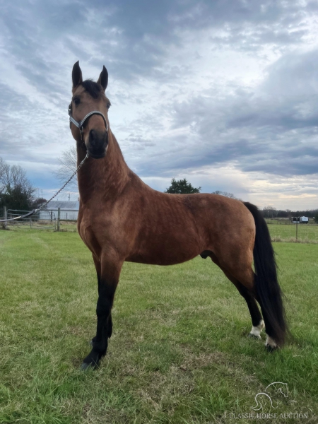 PUSHIN IN GOLD, Tennessee Walking Horses Gelding for sale in Tennessee