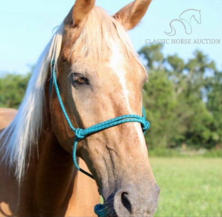 TOBY, Tennessee Walking Horses Gelding for sale in Tennessee