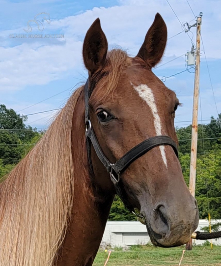 Light Brown Sugar, Tennessee Walking Horses Mare for sale in Tennessee