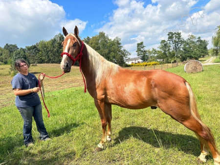 OUTTA MONTANA, Tennessee Walking Horses Gelding for sale in Kentucky