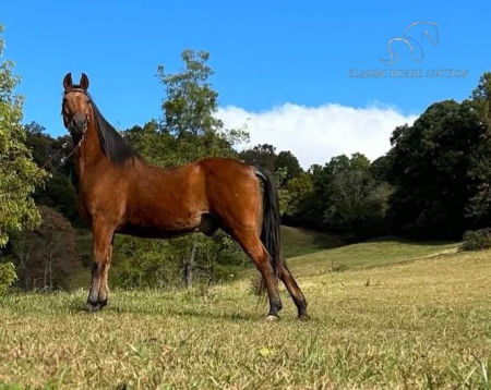 JAGGER, Tennessee Walking Horses Gelding for sale in North Carolina