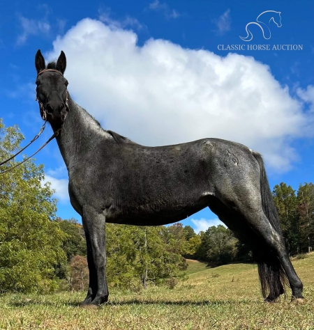 BLUEBERRY, Tennessee Walking Horses Mare for sale in North Carolina