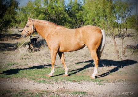 TRIGGER, American Quarter Horse Gelding for sale in Texas