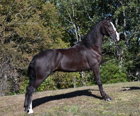TITAN, Tennessee Walking Horses Gelding for sale in Kentucky