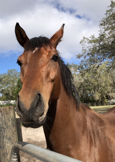 AFFIRMANCE, Thoroughbred Mare for sale in Florida