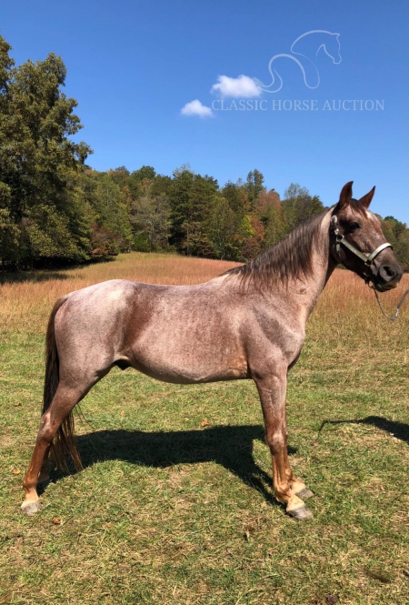 WILLIE, Tennessee Walking Horses Gelding for sale in Kentucky