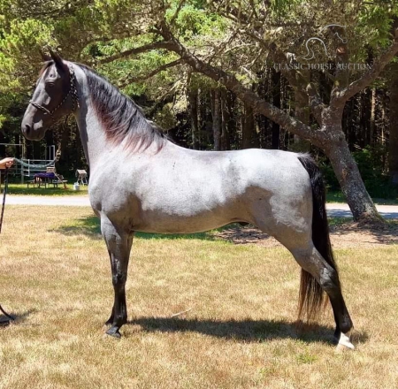 ARMOR, Tennessee Walking Horses Gelding for sale in Oregon