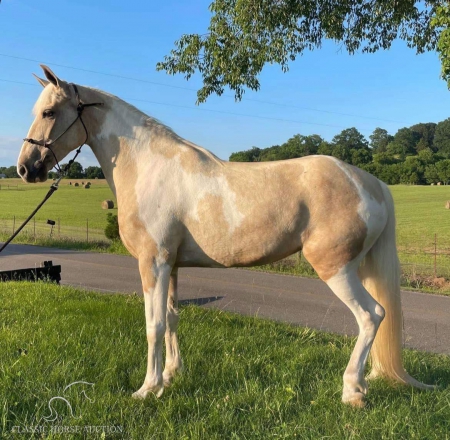 RUSTY FOXFIRE GOLD, Tennessee Walking Horses Gelding for sale in Kentucky