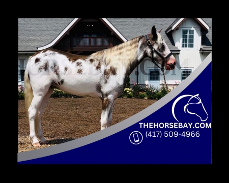 Spotted Paint Welsch Cross  - Available on Thehorsebay.com, Welsh Pony Mare for sale in Tennessee