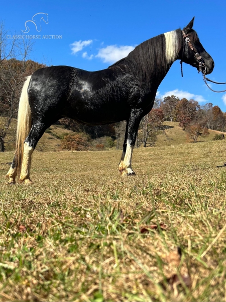 APACHE, Spotted Saddle Mare for sale in North Carolina