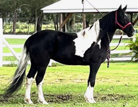 JAZZY, Spotted Saddle Mare for sale in North Carolina