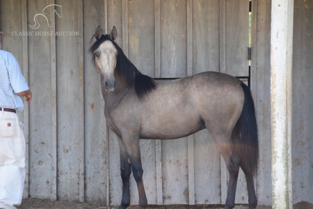LABELED WITH SPIRIT , Tennessee Walking Horses Stallion for sale in Tennessee