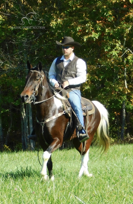 MAX, Spotted Saddle Gelding for sale in Kentucky