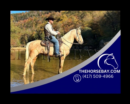 Palomino Kentucky Mountain Husband Safe, Trail Gelding - Available on Thehorsebay.com, Kentucky Mountain Saddle Horse Gelding for sale in Kentucky