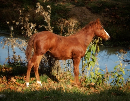Cow, Ranch, Thick Colt !!, American Quarter Horse Colt for sale in Kentucky