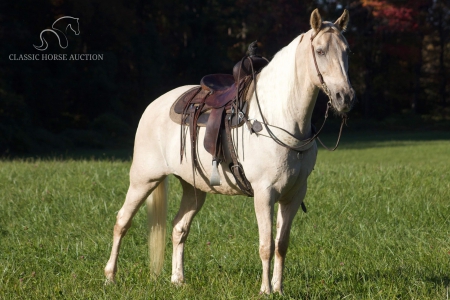 SAM, Tennessee Walking Horses Gelding for sale in Kentucky