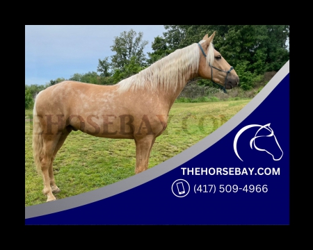 Registered MFTHBA Gaited Palomino Trail Horse - Available on Thehorsebay.com, Missouri Fox Trotting Horse Gelding for sale in Missouri