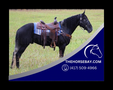 16HH Steel Gray Draft X Trail Gelding - Available on Thehorsebay.com, Draft Gelding for sale in Kentucky