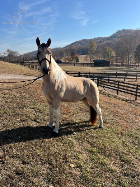 CHIEF, Tennessee Walking Horses Gelding for sale in Tennessee