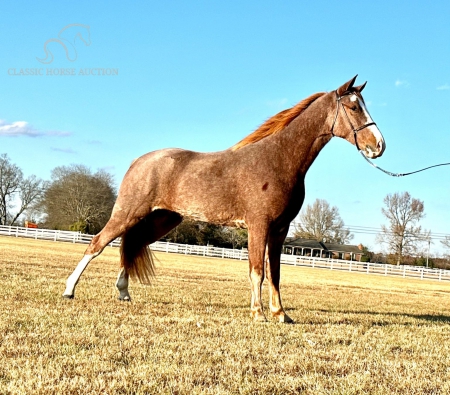 RED REDDINGTON, Tennessee Walking Horses Gelding for sale in Tennessee