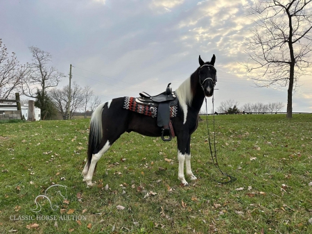 TENNESSEE JOY RIDE, Tennessee Walking Horses Gelding for sale in Kentucky