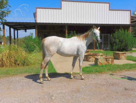 SPRINKLES, Thoroughbred Mare for sale in Texas