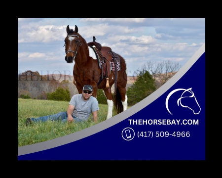 Nice Tempered Spotted Saddle Gaited Trail Gelding - Available on Thehorsebay.com, Spotted Saddle Gelding for sale in Kentucky