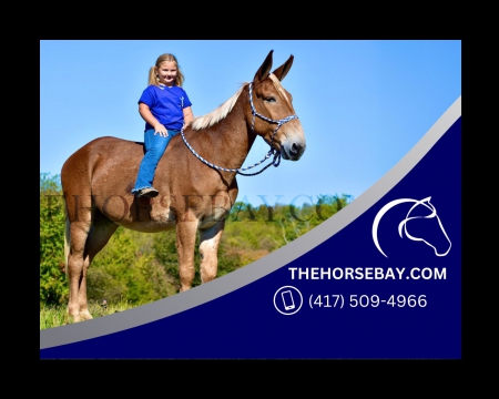 Gaited Sorrel Trail /Trick/Ranch/Show and Driving Mule Gelding - Available on Thehorsebay.com, Mule Gelding for sale in Kentucky