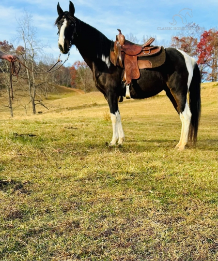 scarlet, Spotted Saddle Mare for sale in North Carolina