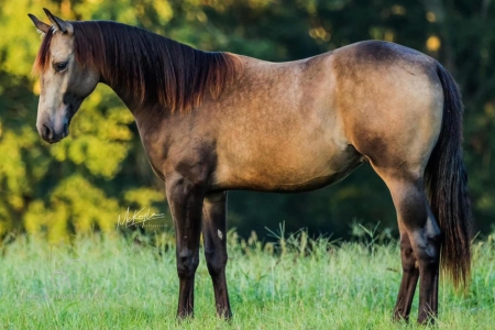 JETHRO, American Quarter Horse Stallion for sale in Mississippi