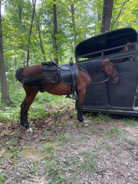 ACE, Tennessee Walking Horses Gelding for sale in North Carolina