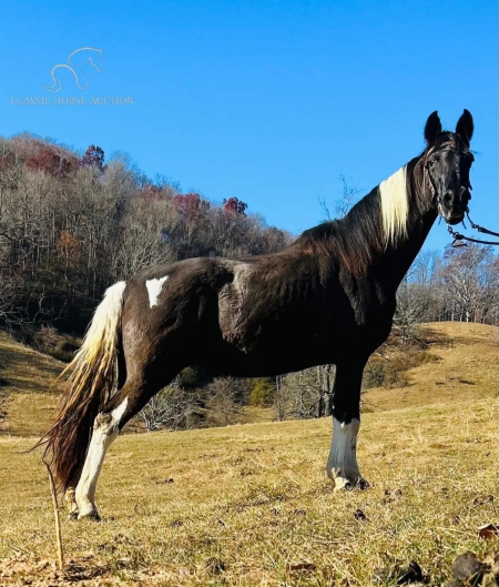 nelly, Spotted Saddle Mare for sale in North Carolina