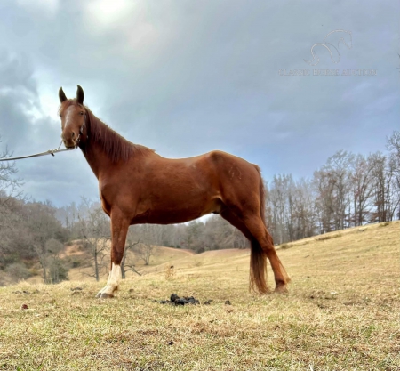 RED MAN, Tennessee Walking Horses Gelding for sale in North Carolina