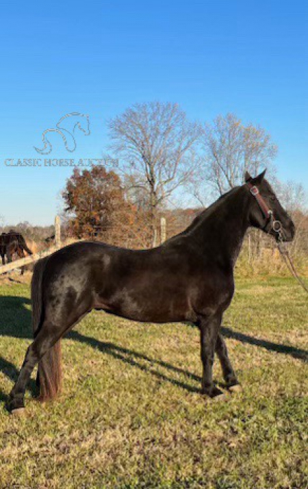 BIG TIME, Tennessee Walking Horses Gelding for sale in Kentucky