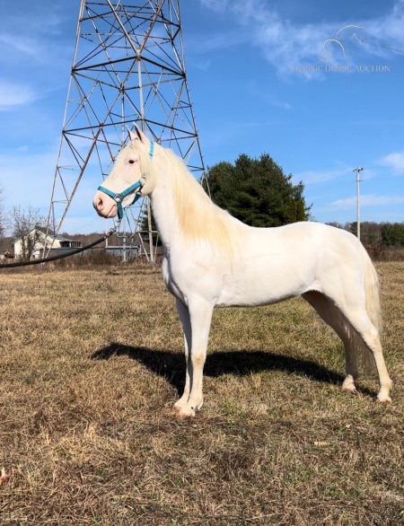COTTON, Tennessee Walking Horses Gelding for sale in Tennessee