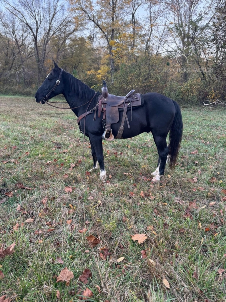 JACK SPARROW , Tennessee Walking Horses Gelding for sale in Kentucky