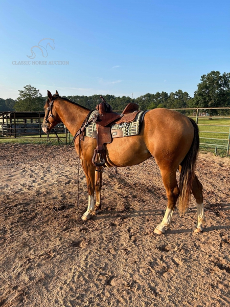 FRENCHY, American Quarter Horse Gelding for sale in South Carolina